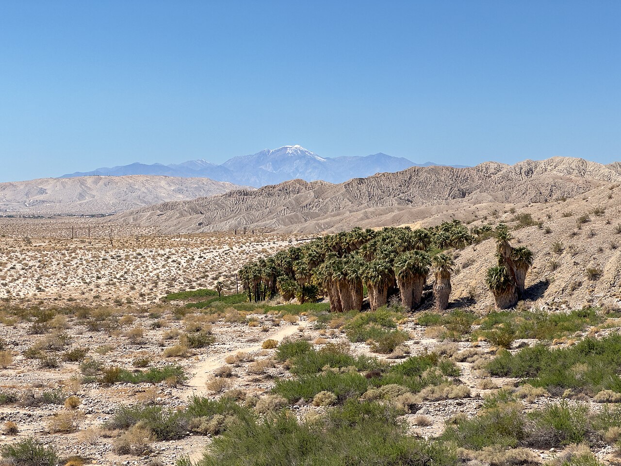 California fan palms and desert mountains at Coachella Valley Preserve